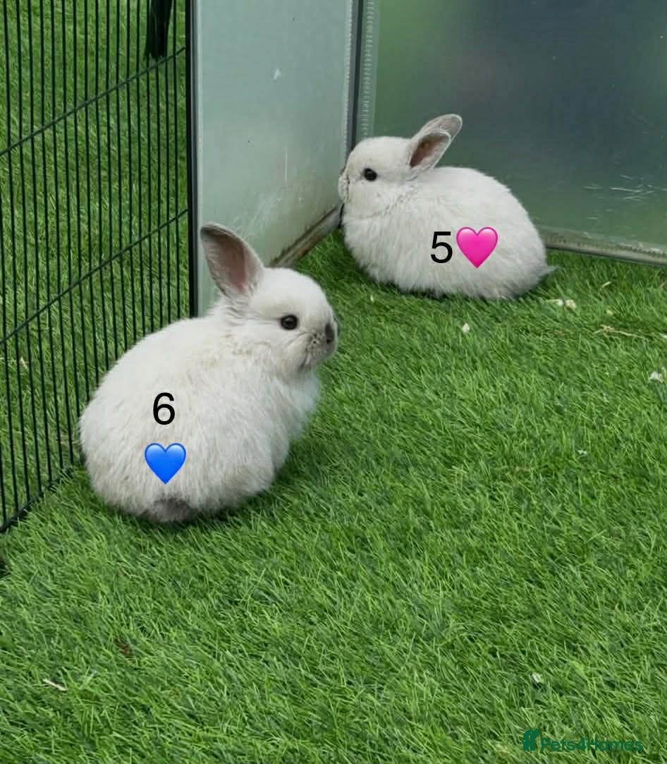 Mini Lop rabbits Mini lops - Advert 1