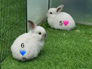 Mini Lop rabbits Mini lops - Advert 1