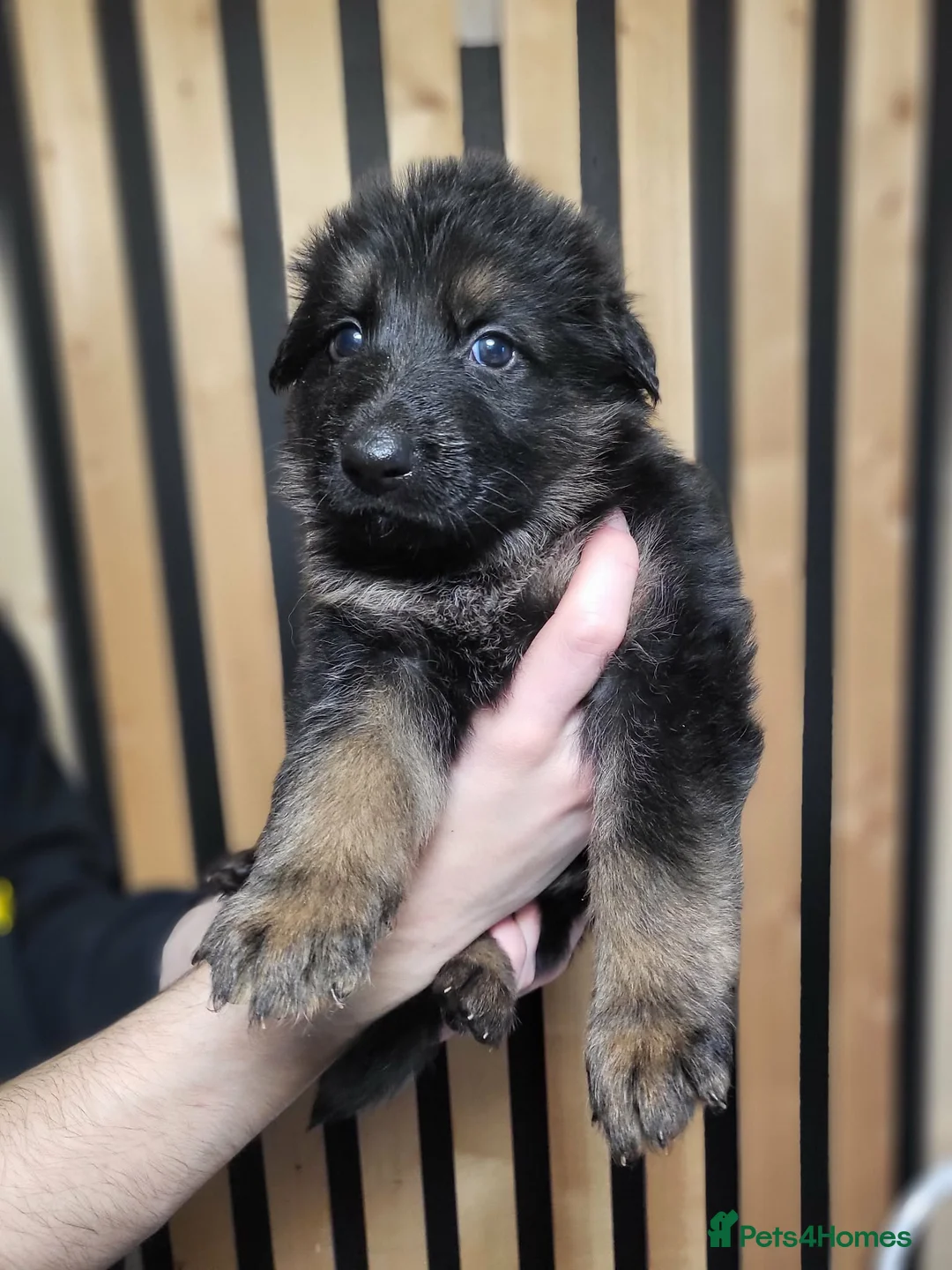 German Shepherd dogs for sale: German Shepherd/Alsatian puppies - Advert 33
