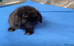 Mini Lop rabbits for sale: MINI LOPS FOR SALE - Image 4
