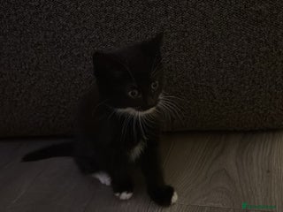 Mixed Breed cats - Advert 12