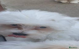 Maltese dogs for sale: Stunning Pure Maltese Puppies - Image 12