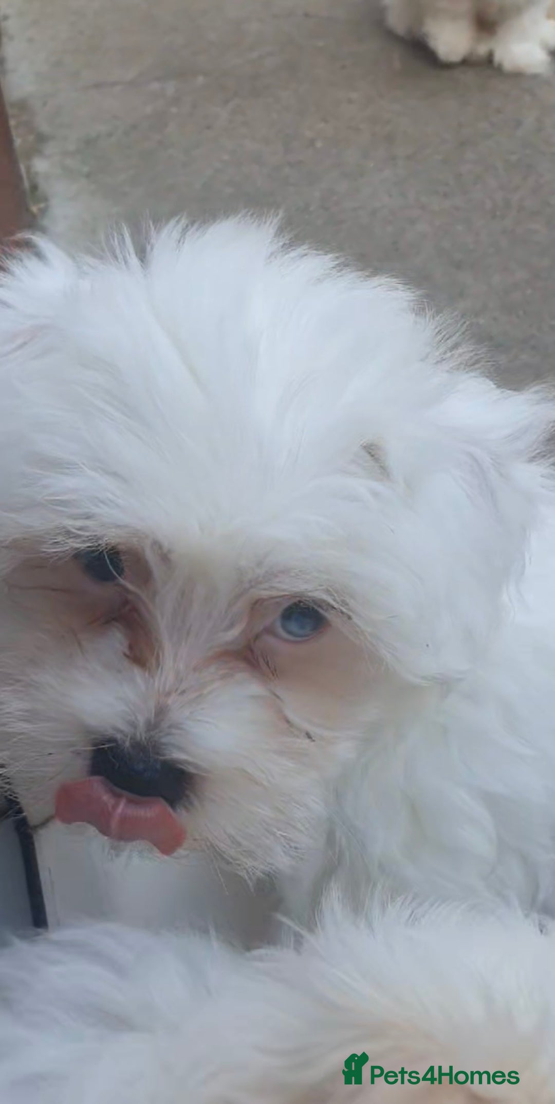 Maltese dogs for sale: Stunning Pure Maltese Puppies - Image 12