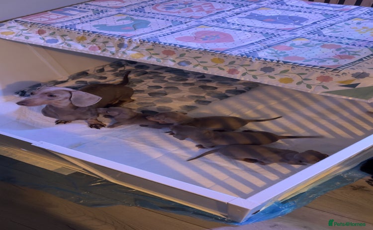 Miniature Dachshund dogs - Advert 1