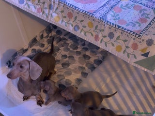 Miniature Dachshund dogs ISABELLA AND TAN MINIATURE DACHSHUND PUPPIES - Advert 16