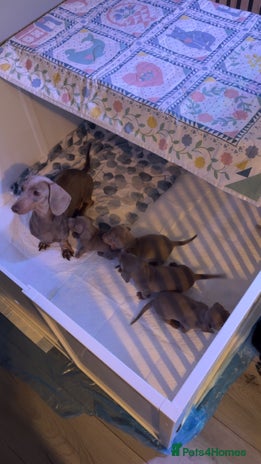 Miniature Dachshund dogs - Advert 3