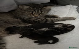 Mixed Breed cats for sale: Gorgeous kittens for sale  - Image 11