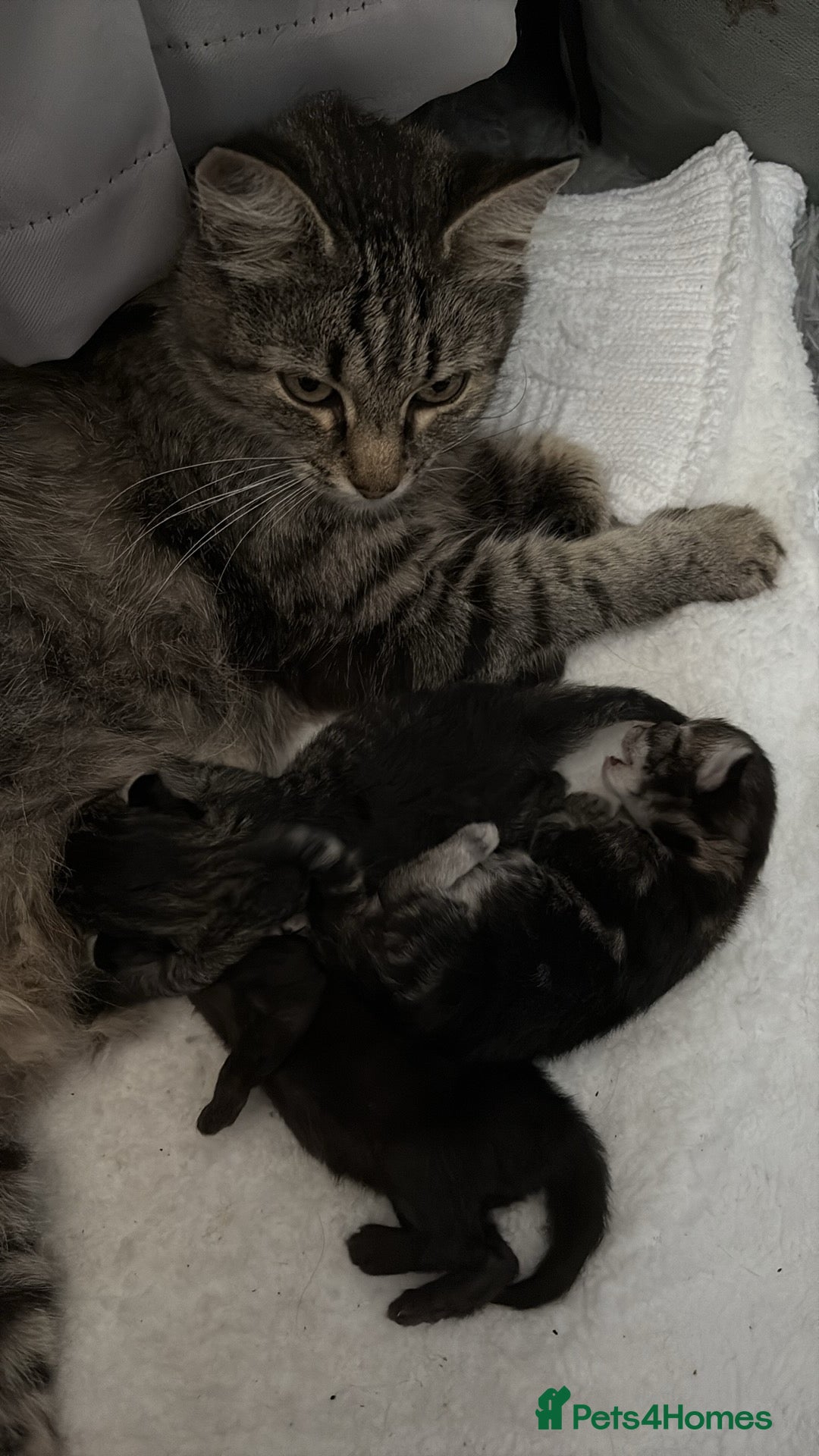 Mixed Breed cats for sale: Gorgeous kittens for sale  - Image 11