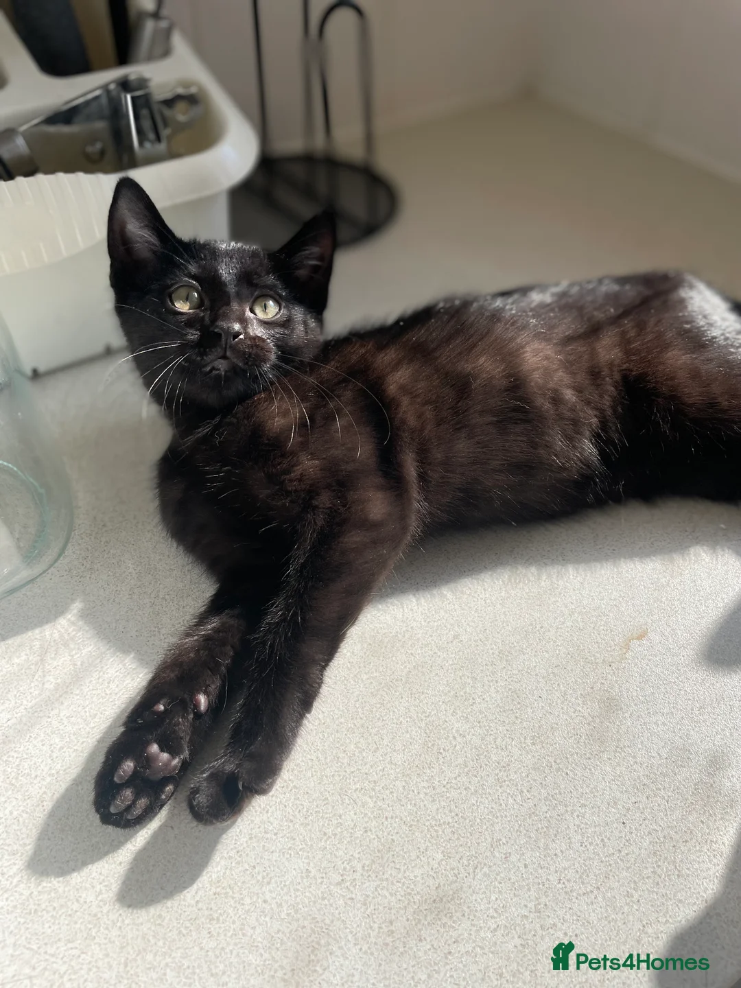 Mixed Breed cats for sale: Female Cat - Advert 1