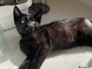 Mixed Breed cats Female Cat - Advert 1