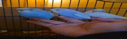 Budgerigars birds for sale: Hand tamed baby budgies for sale  - Advert 6