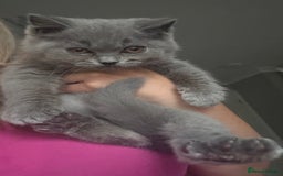 British Shorthair cats for sale: Stunning blue British shorthair kittens - Image 7