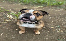 English Bulldog dogs for stud: Blungle needs to be a daddy  - Image 2
