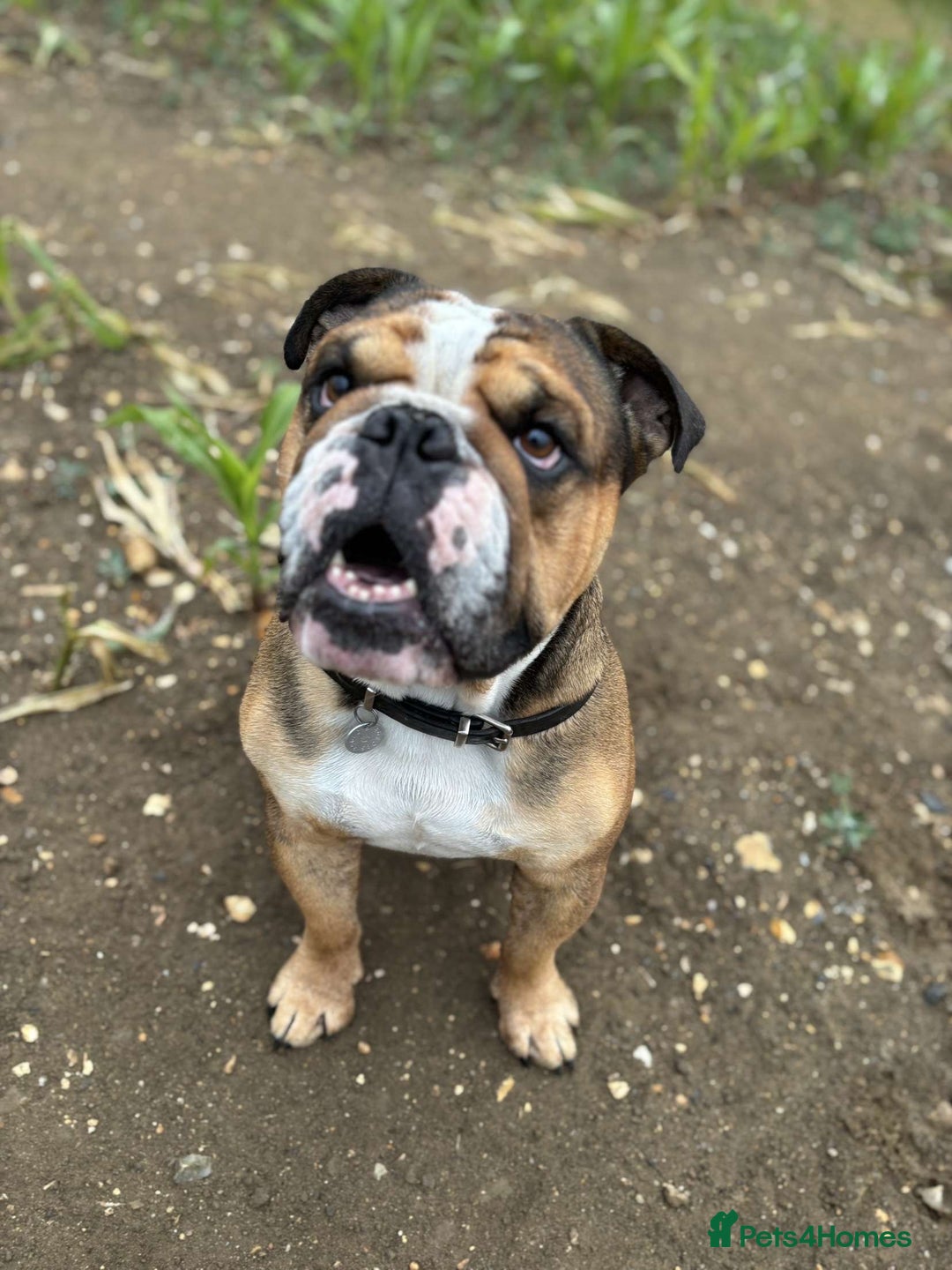 English Bulldog dogs for stud: Blungle needs to be a daddy  - Image 2