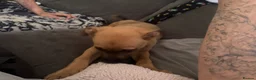 Mixed Breed dogs for sale: German Shepherd cross lurcher puppies  - Advert 9