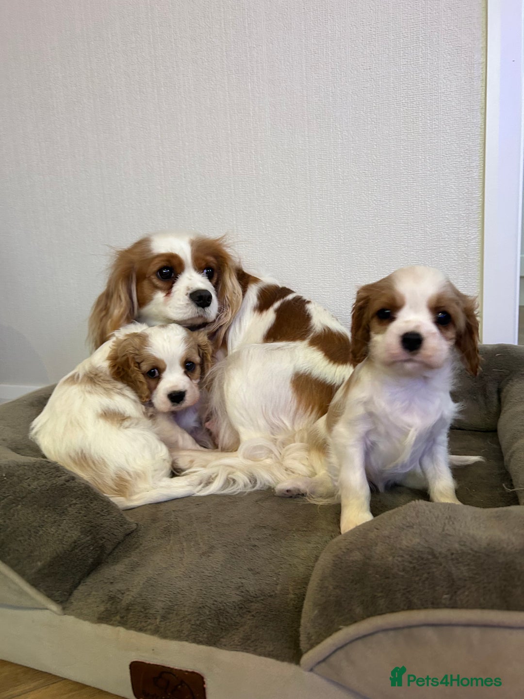 Cavalier King Charles Spaniel dogs for sale: Quality cavalier King Charles spaniel  - Advert 4