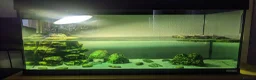 Turtle reptiles for sale: Razor-backed & Common Musk Turtle With Full Setup. in Stafford - Advert 4