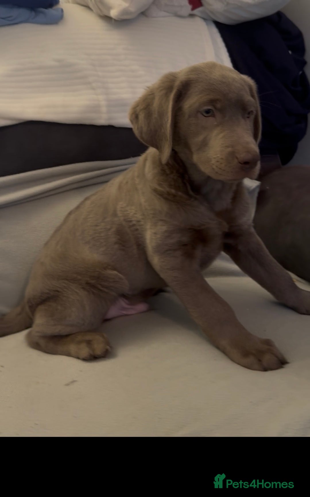 Labrador Retriever dogs for sale: Stunning silver Labradors  - Advert 33