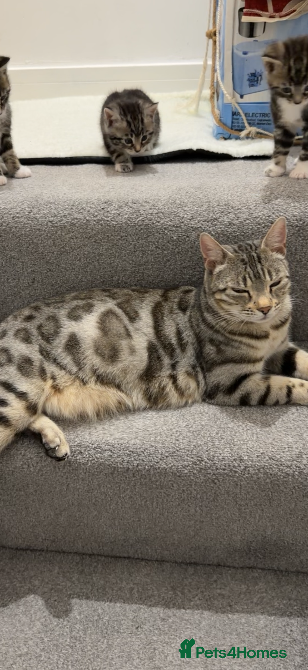 Bengal cats for sale: Bengal tabby cat  - Advert 8