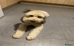 Labradoodle dogs for sale: Beautiful Miniature labradoodles  - Image 6