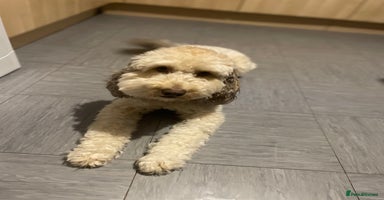 Labradoodle dogs - Advert 4