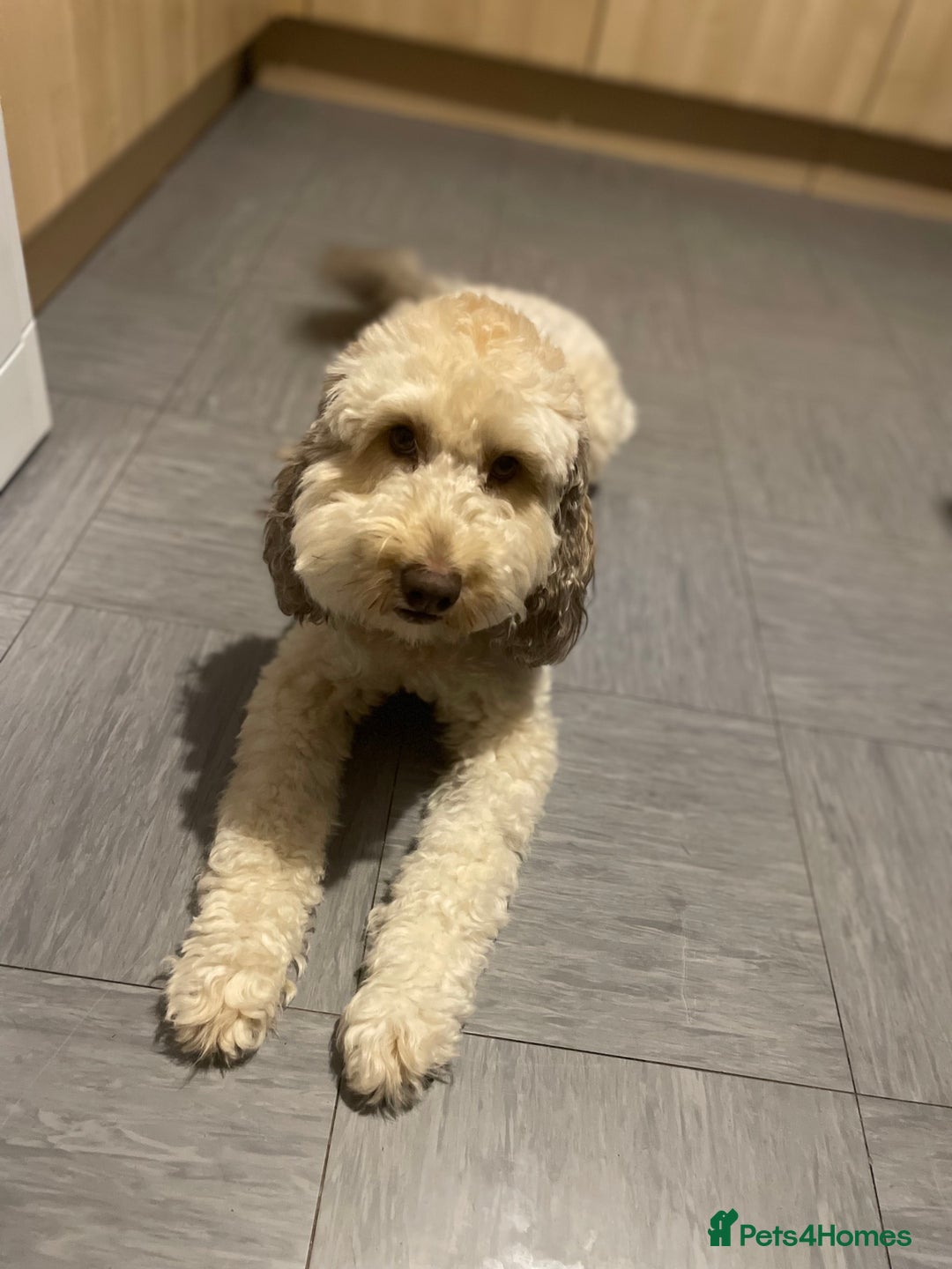 Labradoodle dogs for sale: Beautiful Miniature labradoodles  - Image 6