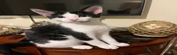 American Shorthair cats for sale: Amazing kittens  in Mitcham - Advert 8
