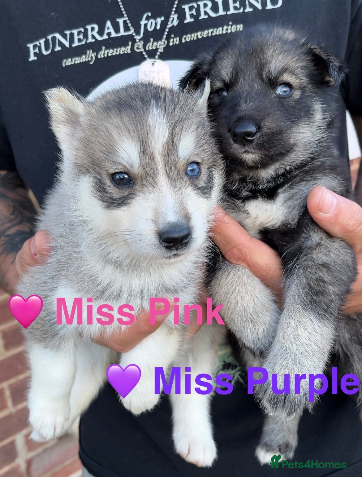 Siberian Husky dogs Outstanding KC Registered Puppies - Advert 1