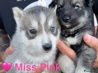 Siberian Husky dogs Outstanding KC Registered Puppies - Advert 1
