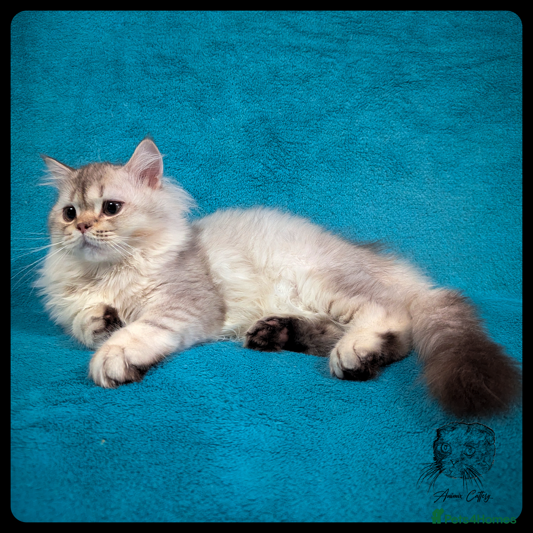 Scottish Fold cats for sale: TICA Registered Scottish kittens - Advert 37