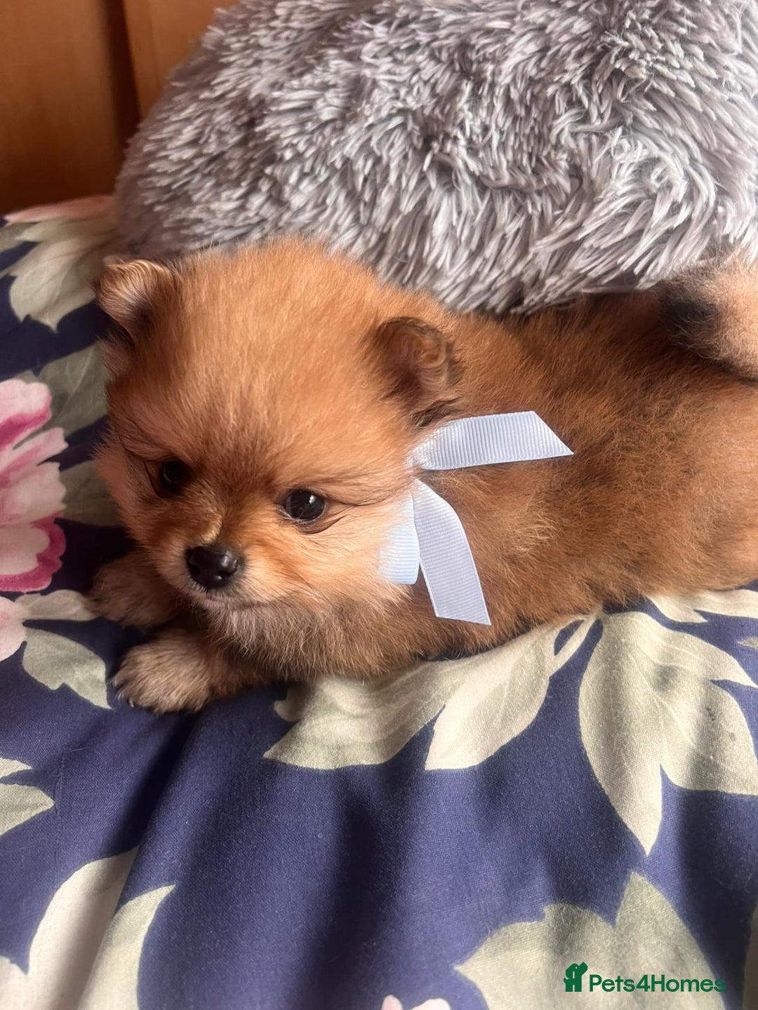 Pomeranian dogs for sale: Beautiful ** Pomeranian puppies  - Advert 13