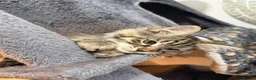 Maine Coon cats for sale: 6 Gorgeous Maine Coon Cross Kittens Available Now! - Advert 7
