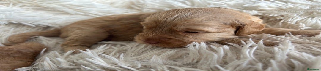 Cavapoo Puppy 2