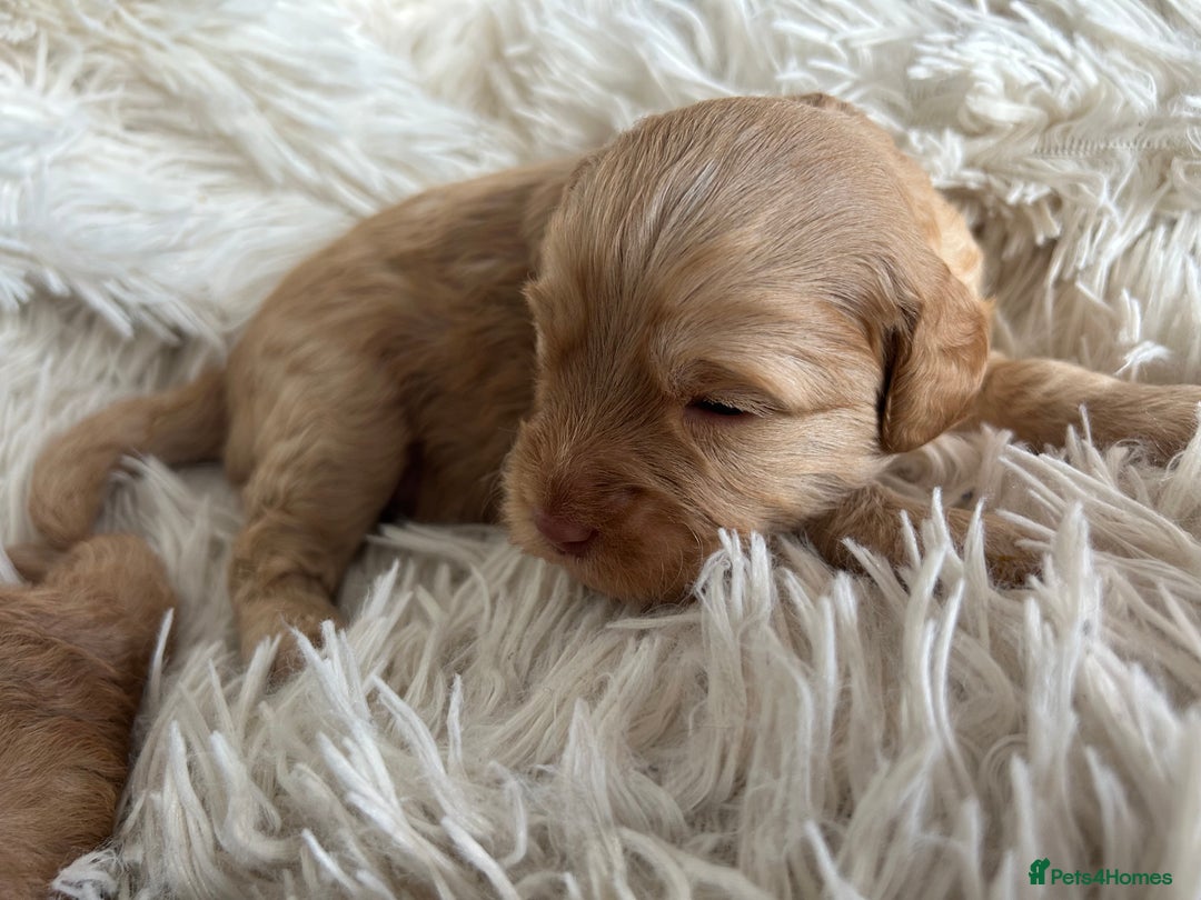 Cavapoo dogs for sale: Stunning Cavapoo puppies  - Image 2