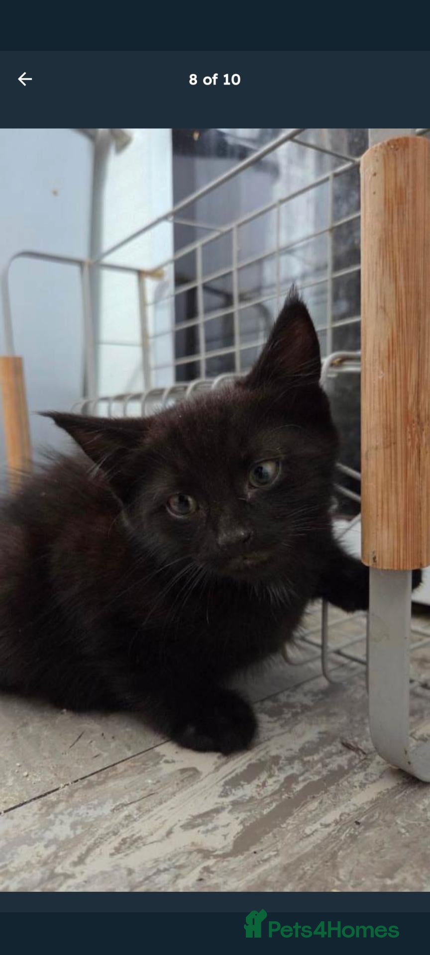 Bombay cats Kitten for rehoming - Advert 2