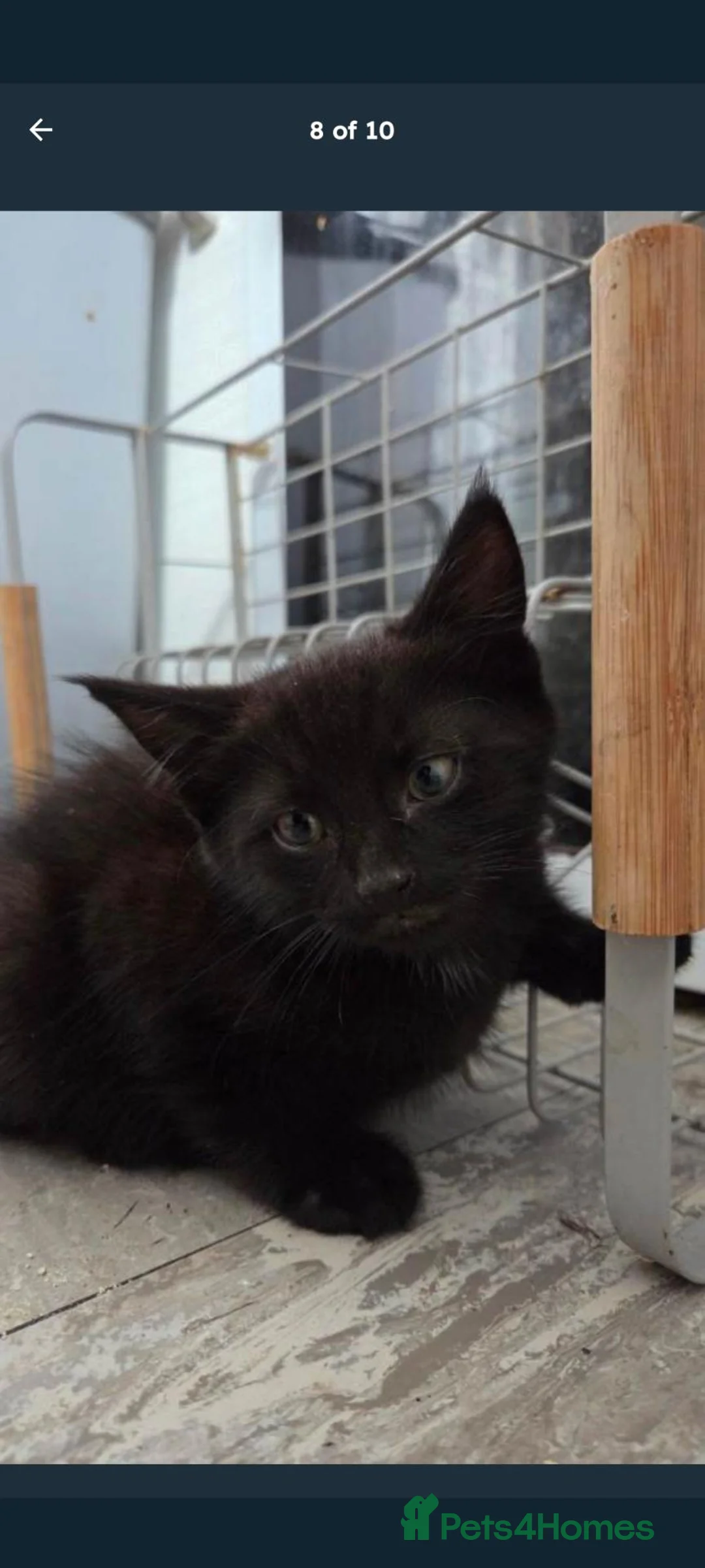 Bombay cats for sale: Kitten for rehoming in Norwich - Advert 1