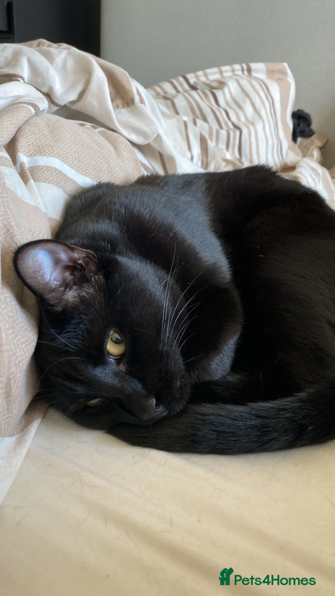 Mixed Breed cats for sale: Energetic Black Cat Looking for Active Loving Home - Advert 2