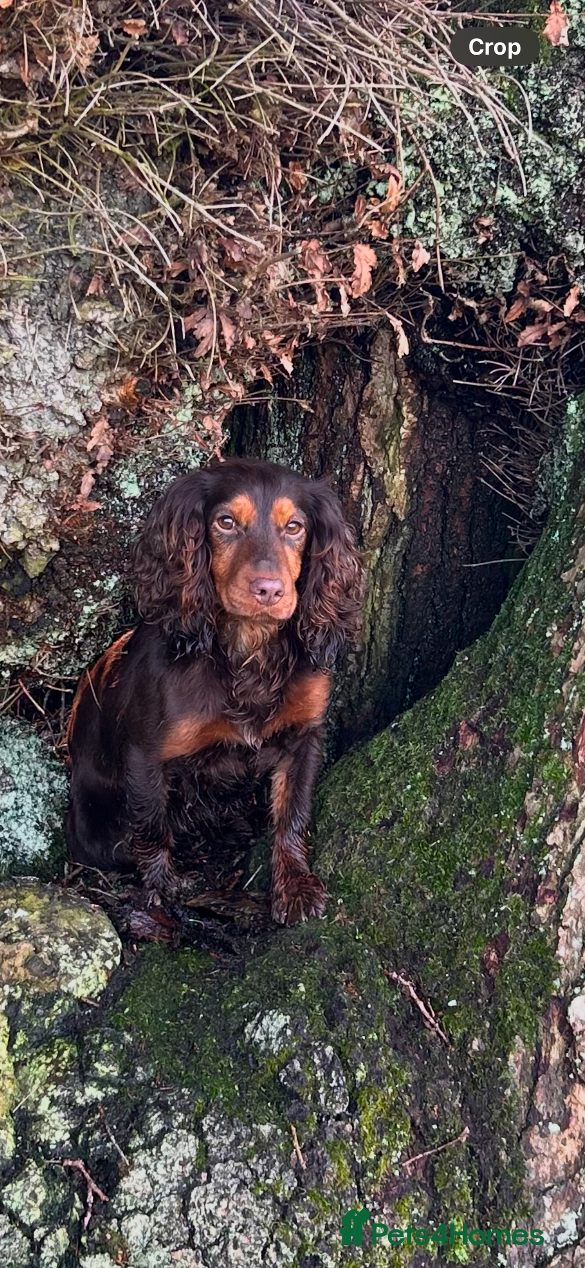 Cocker Spaniel dogs Choc and tan working cockers  - Advert 5
