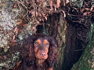 Cocker Spaniel dogs Choc and tan working cockers - Advert 5