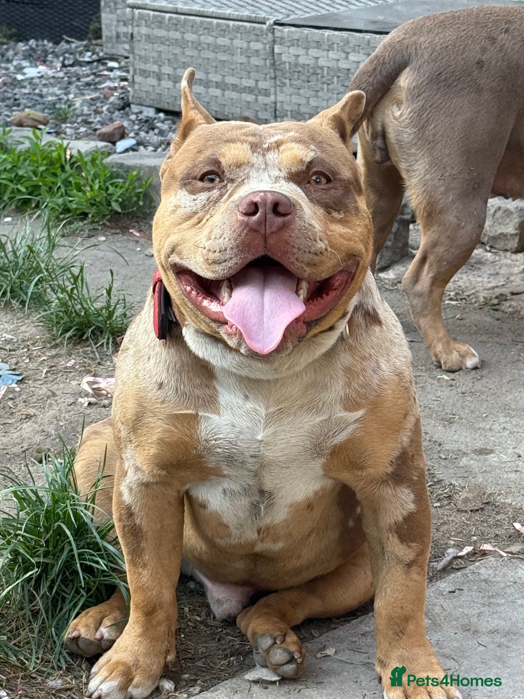 American Bully dogs for stud: ABKC pocket bully for stud   - Advert 3