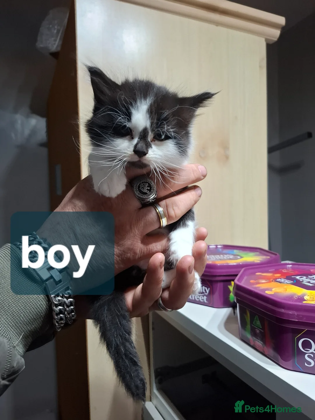 British Longhair cats for sale: Long fur kittens  - Advert 5