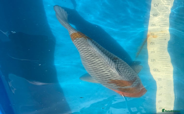 Koi Carp fish - Advert 2