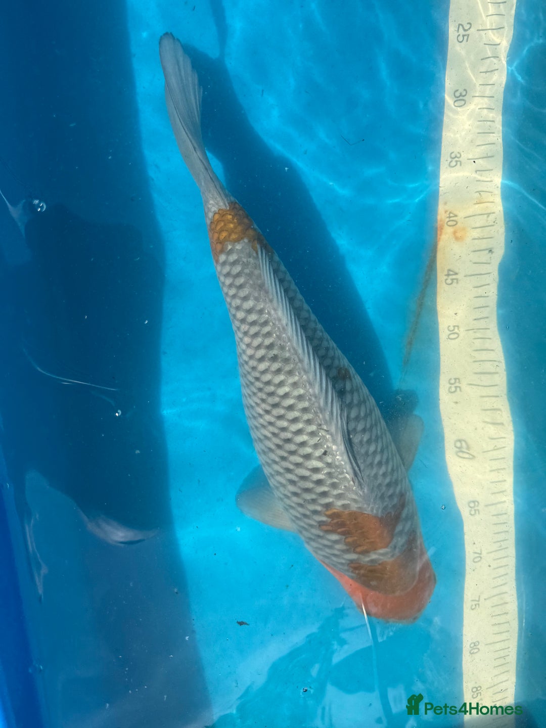 Koi Carp fish for sale: Various koi carp for sale  - Image 1