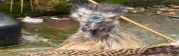 Chickens poultry for sale: 2 x silkie lavender cockerel - -Free - Advert 5