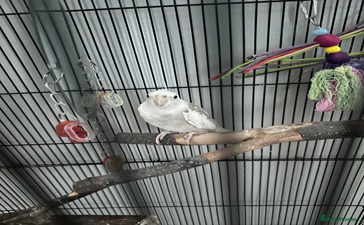 Cockatiels birds - Advert 6