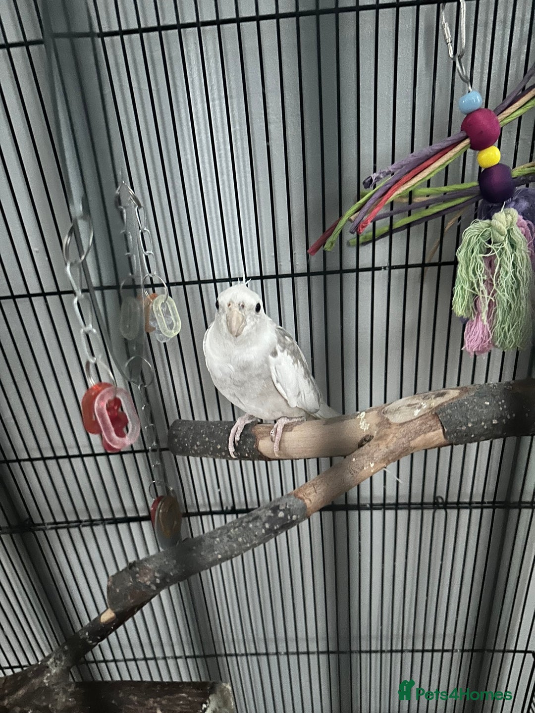 Cockatiels birds for sale: Caspar  - Image 1