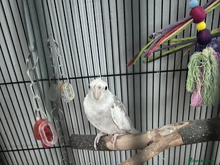 Cockatiels birds for sale - Advert 1