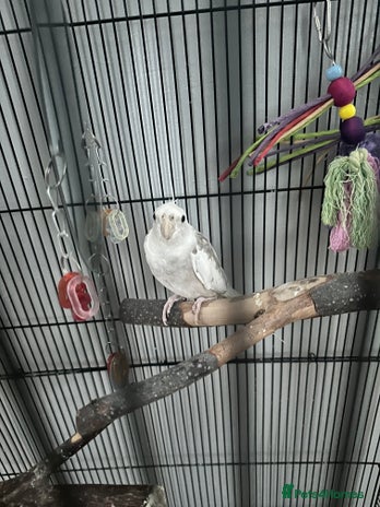 Cockatiels birds - Advert 1