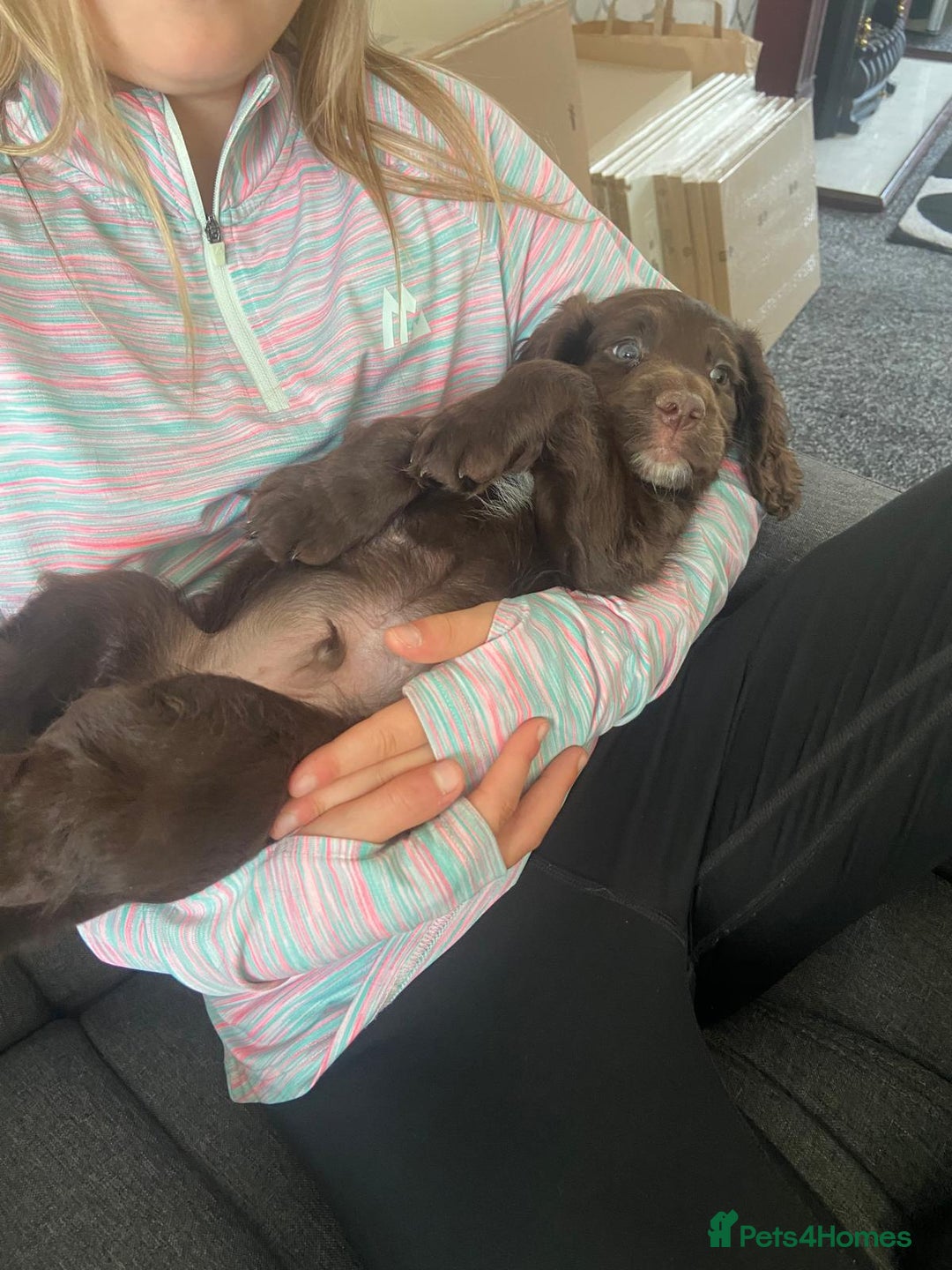 Cocker Spaniel dogs for sale: Cocker spaniel puppies - Image 9