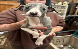 Whippet dogs for sale: Whippet pups x14 - Advert 8